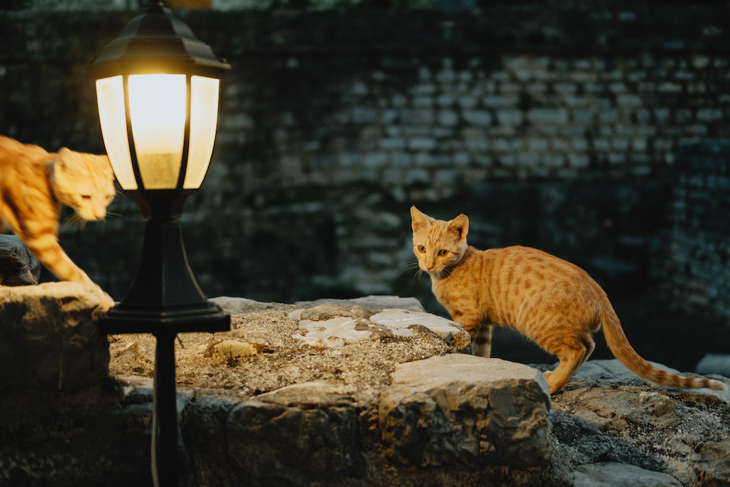 Dlaczego kot miauczy w nocy?